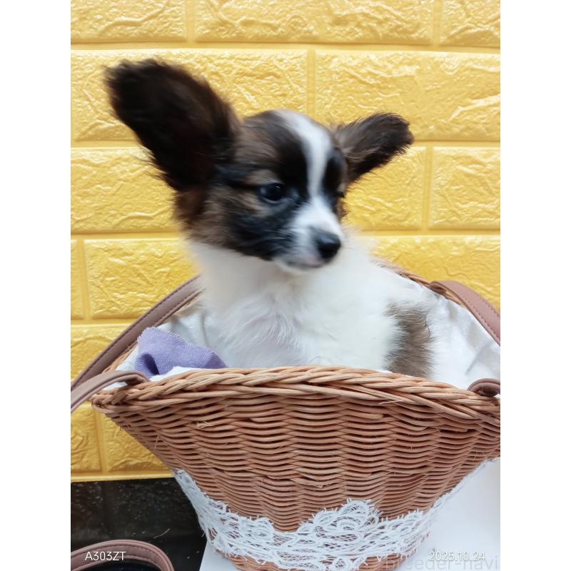 販売中の千葉県のパピヨン-411517の10枚目