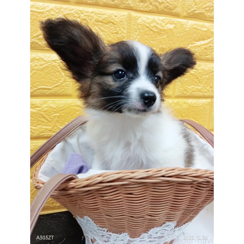 販売中の千葉県のパピヨン-411517の9枚目