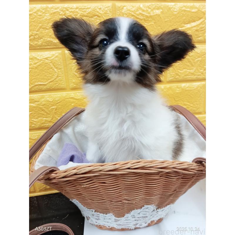 販売中の千葉県のパピヨン-411517の8枚目