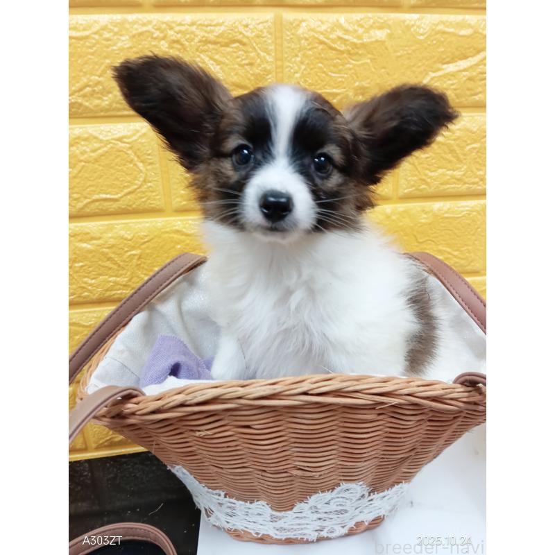 販売中の千葉県のパピヨン-411517の7枚目