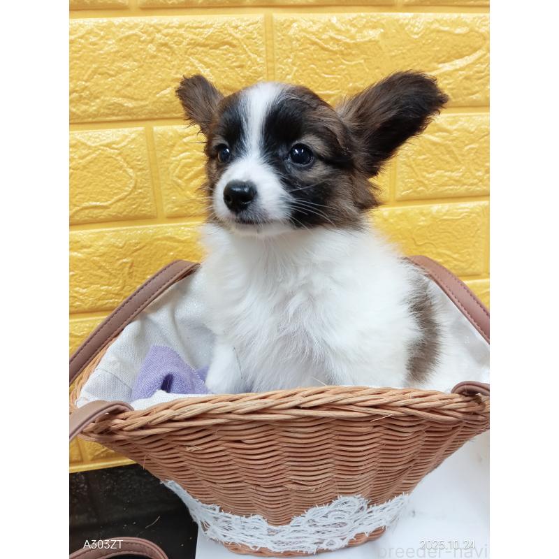 販売中の千葉県のパピヨン-411517の6枚目