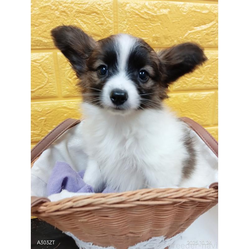 販売中の千葉県のパピヨン-411517の5枚目