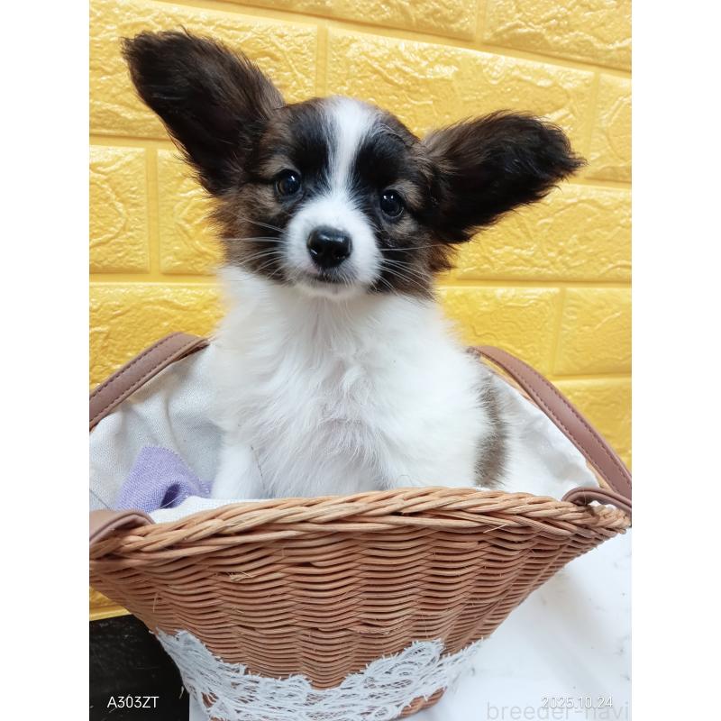 販売中の千葉県のパピヨン-411517の4枚目