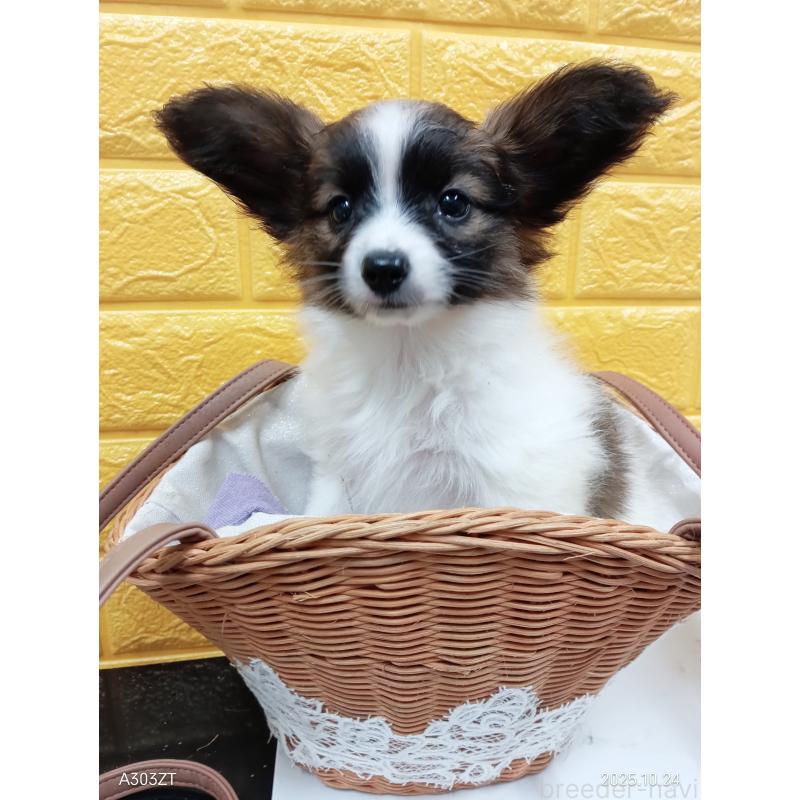 販売中の千葉県のパピヨン-411517の3枚目