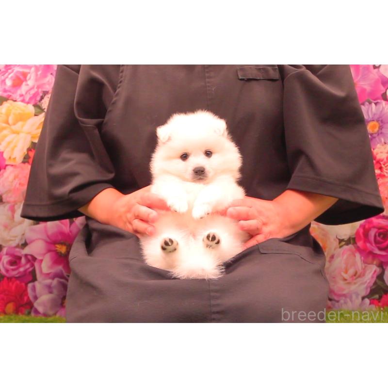 成約済の茨城県の日本スピッツ-420865の9枚目