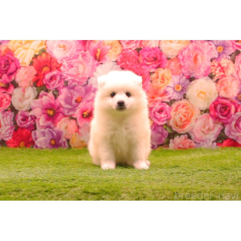 成約済の茨城県の日本スピッツ-420865の8枚目