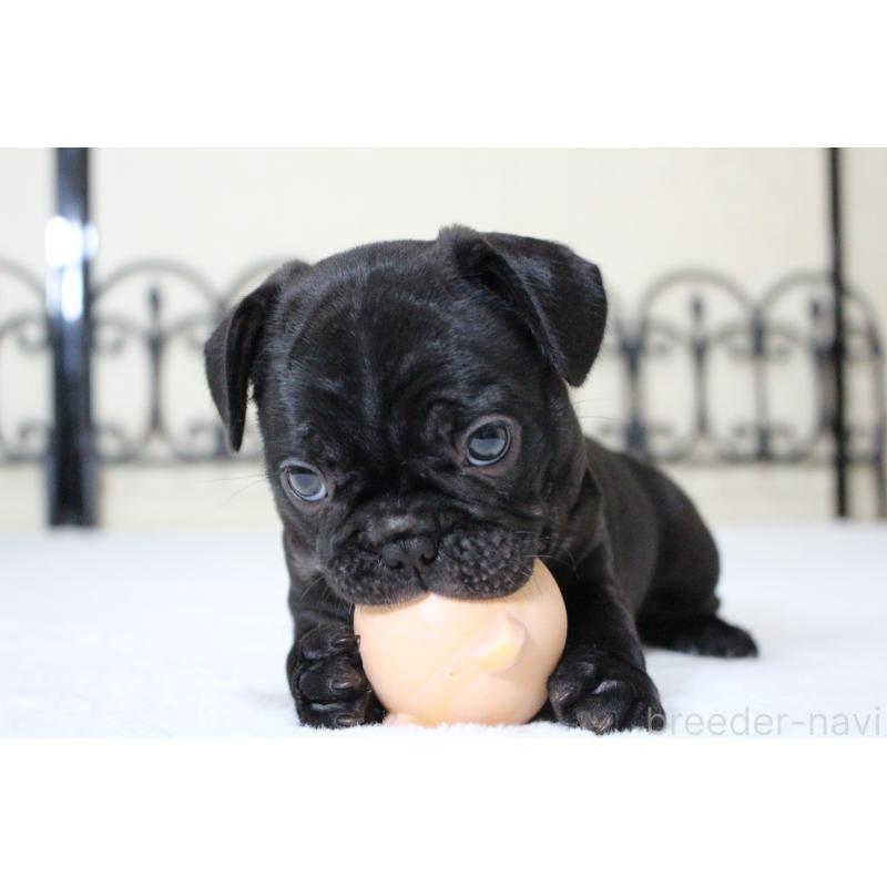 成約済の愛知県のフレンチブルドッグ-411888の4枚目