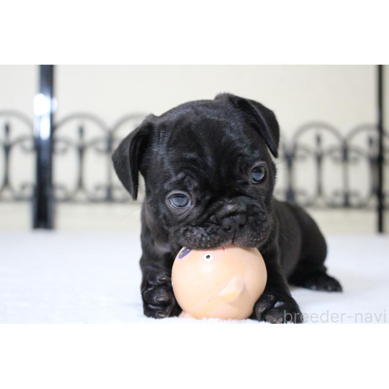 成約済の愛知県のフレンチブルドッグ-411888の3枚目