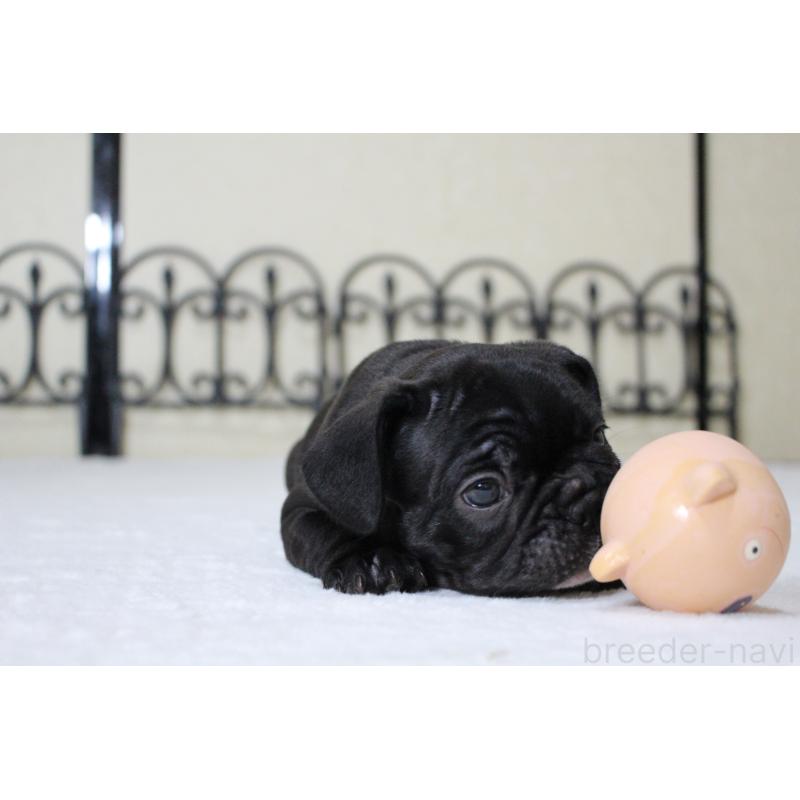 成約済の愛知県のフレンチブルドッグ-411888の2枚目