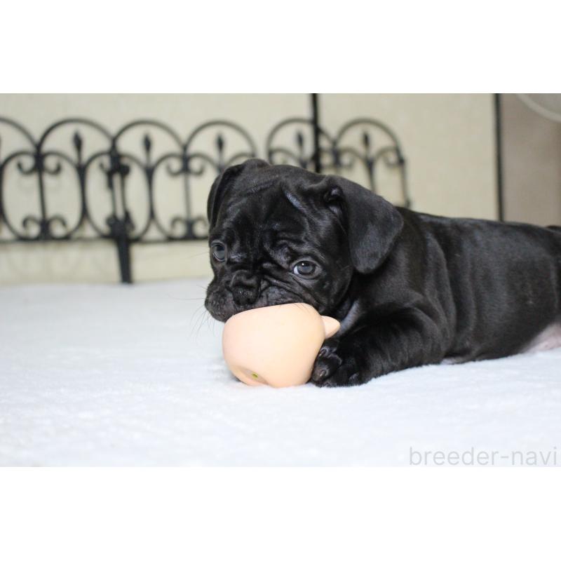 成約済の愛知県のフレンチブルドッグ-411884の3枚目