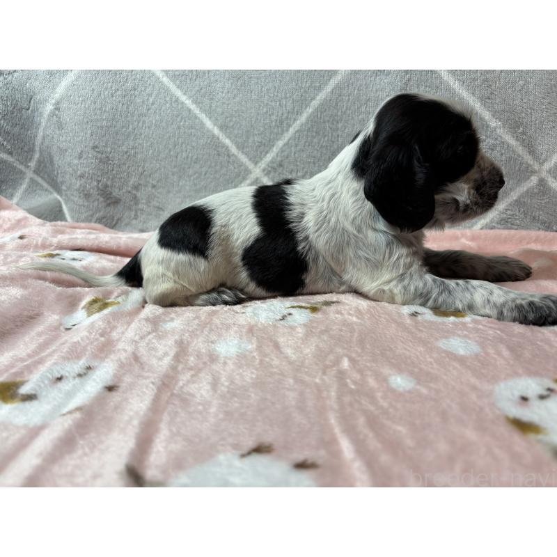 販売中の佐賀県のイングリッシュコッカースパニエル-419677の2枚目