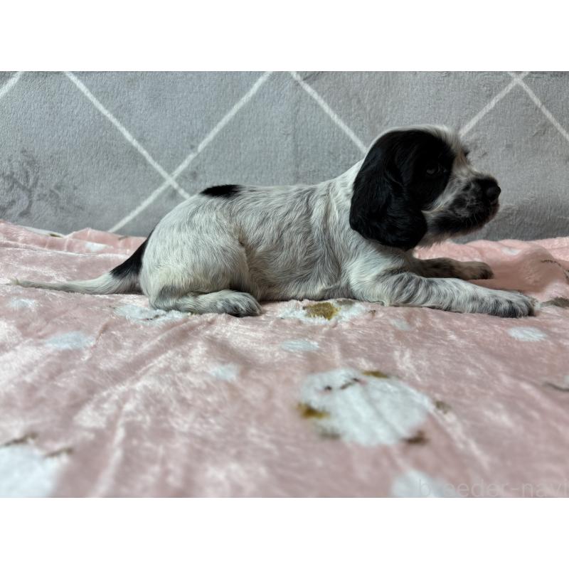 販売中の佐賀県のイングリッシュコッカースパニエル-419680の2枚目