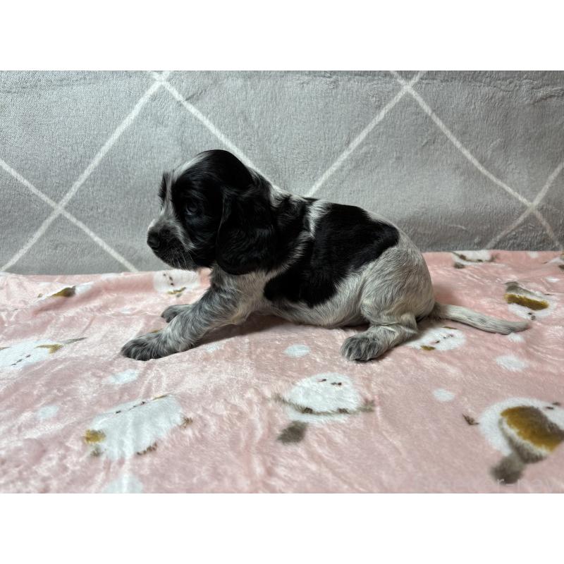 販売中の佐賀県のイングリッシュコッカースパニエル-419685の2枚目