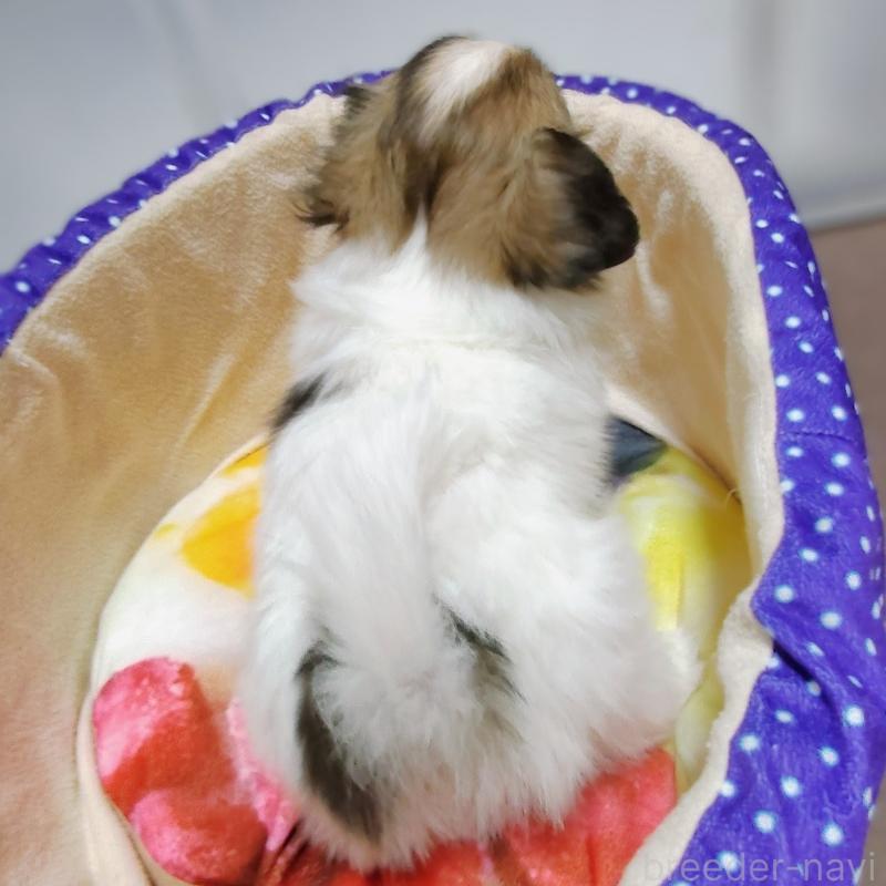 販売中の滋賀県のパピヨン-417437の3枚目