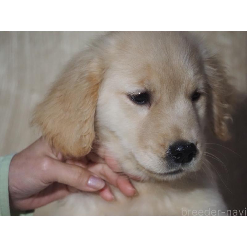 販売中の山梨県のゴールデンレトリーバー-422171の12枚目