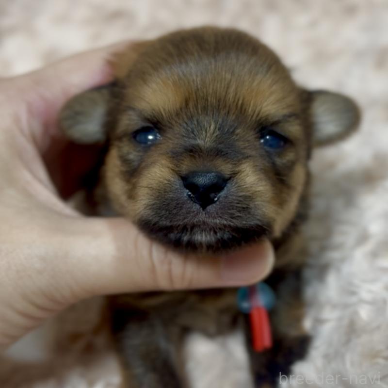 販売中の神奈川県のミックス犬-422170