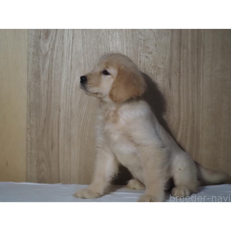 販売中の山梨県のゴールデンレトリーバー-422171の10枚目