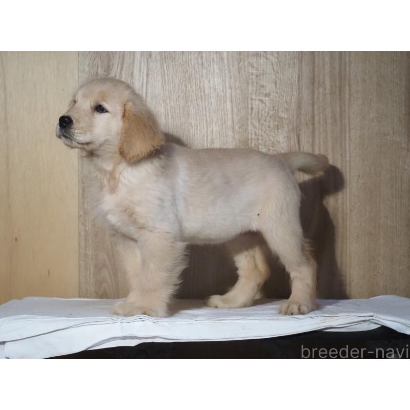 販売中の山梨県のゴールデンレトリーバー-422171の9枚目