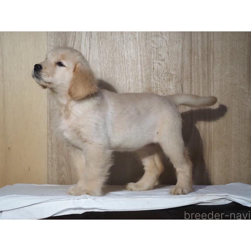 販売中の山梨県のゴールデンレトリーバー-422171の8枚目