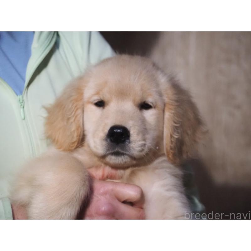 販売中の山梨県のゴールデンレトリーバー-422171の2枚目