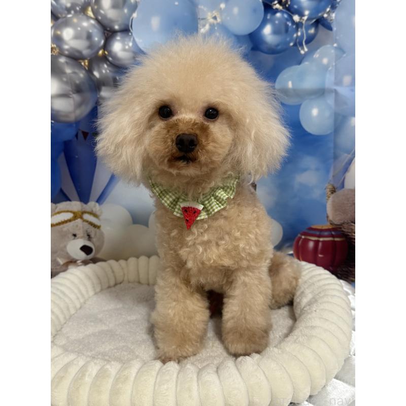 販売中の埼玉県のタイニープードル-402170の3枚目