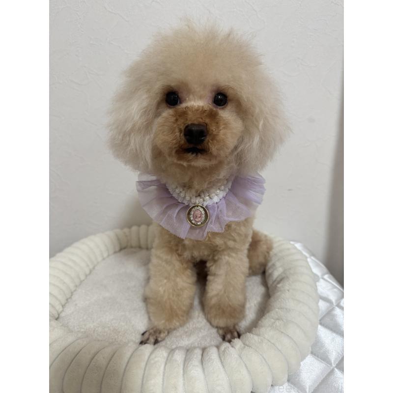 販売中の埼玉県のタイニープードル-402170の2枚目