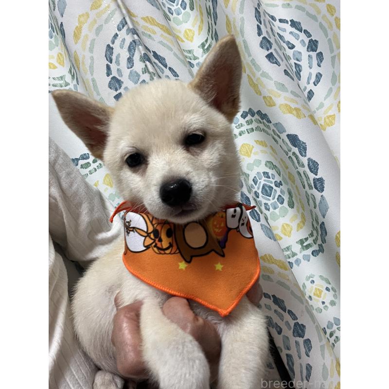 販売中の埼玉県のミックス犬-418401の3枚目