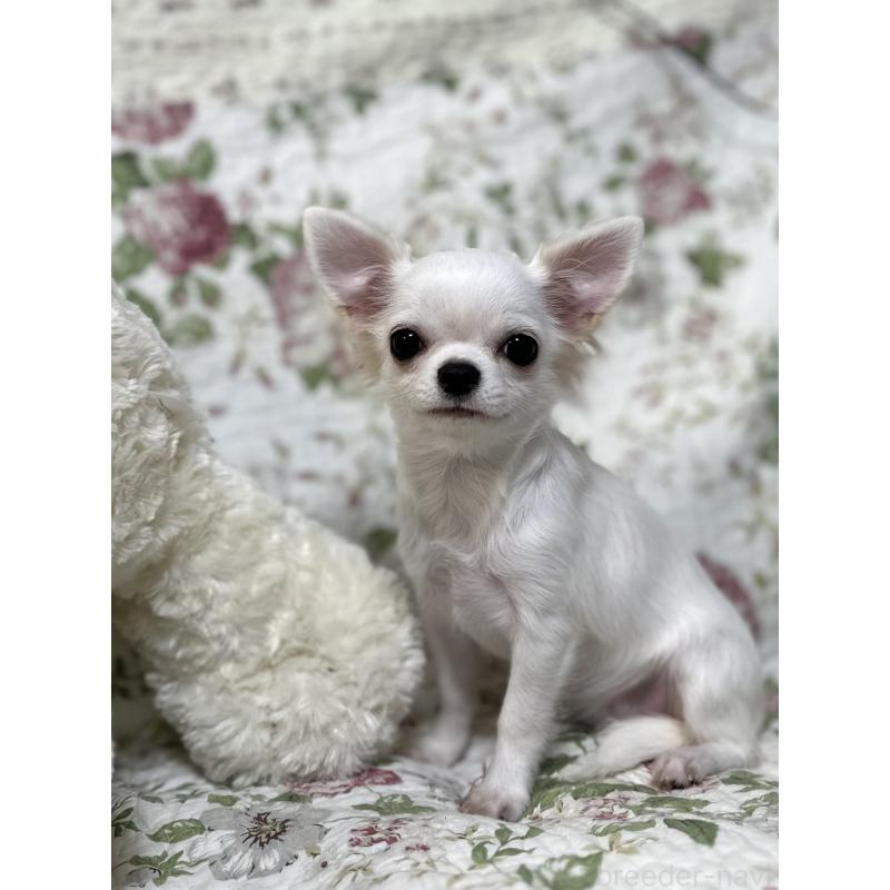 販売中の神奈川県のチワワ(ロングコート)-403579の5枚目