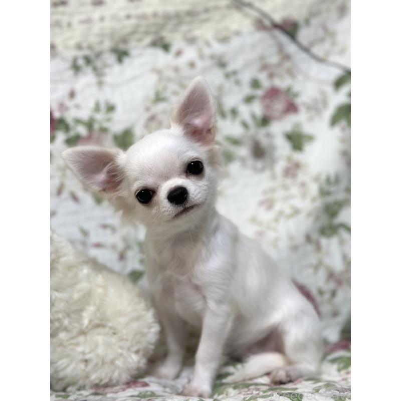 販売中の神奈川県のチワワ(ロングコート)-403579の4枚目