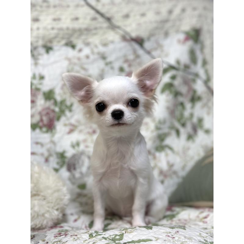 販売中の神奈川県のチワワ(ロングコート)-403579の3枚目