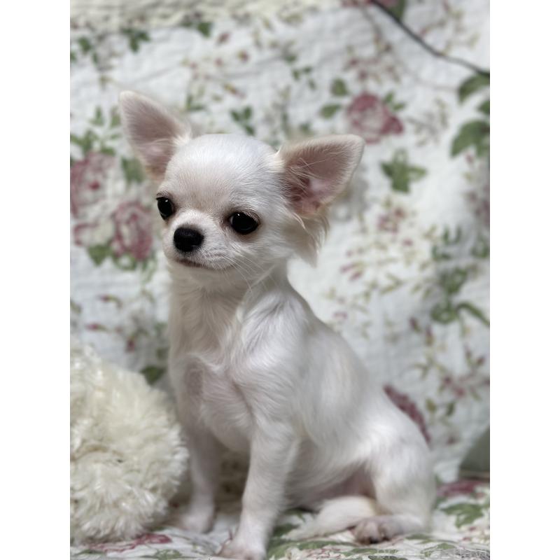 販売中の神奈川県のチワワ(ロングコート)-403579の2枚目