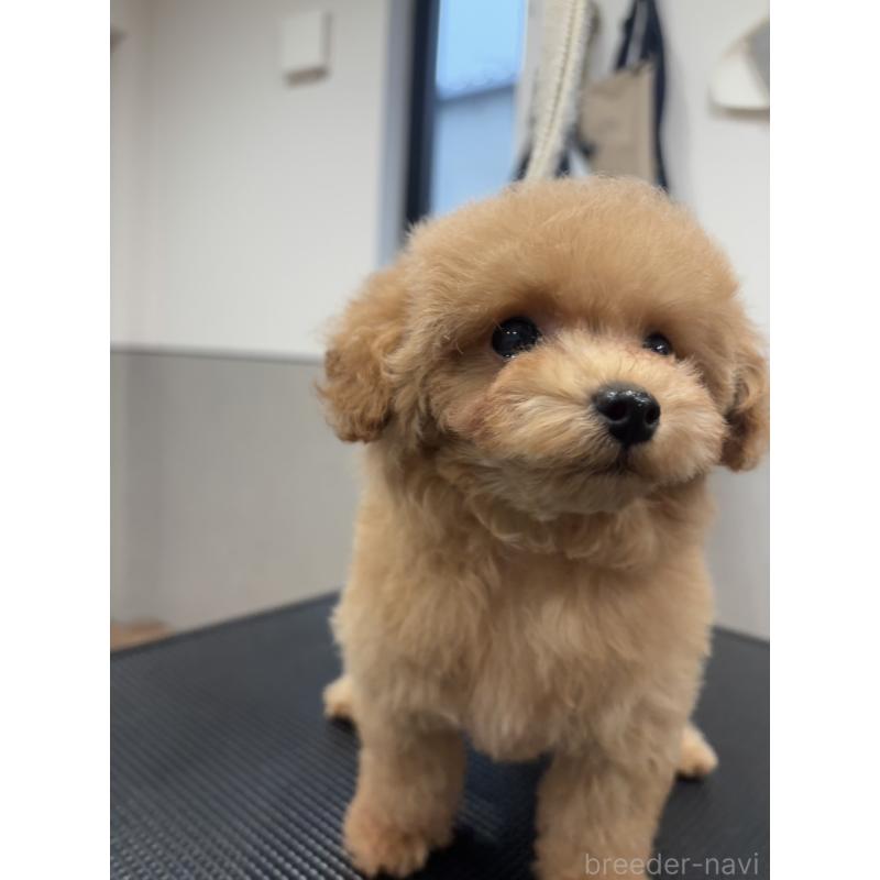 成約済の宮城県のタイニープードル-421893の13枚目