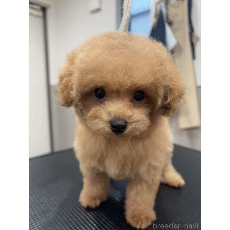 成約済の宮城県のタイニープードル-421893の12枚目