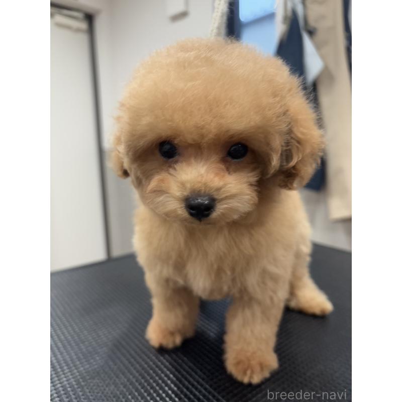 成約済の宮城県のタイニープードル-421893の11枚目