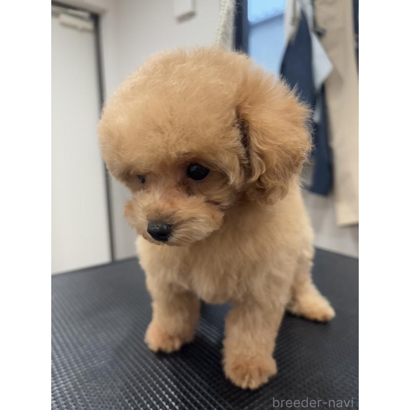 成約済の宮城県のタイニープードル-421893の10枚目