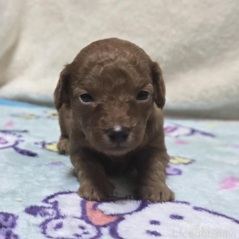 販売中の岡山県のトイプードル-422178の5枚目