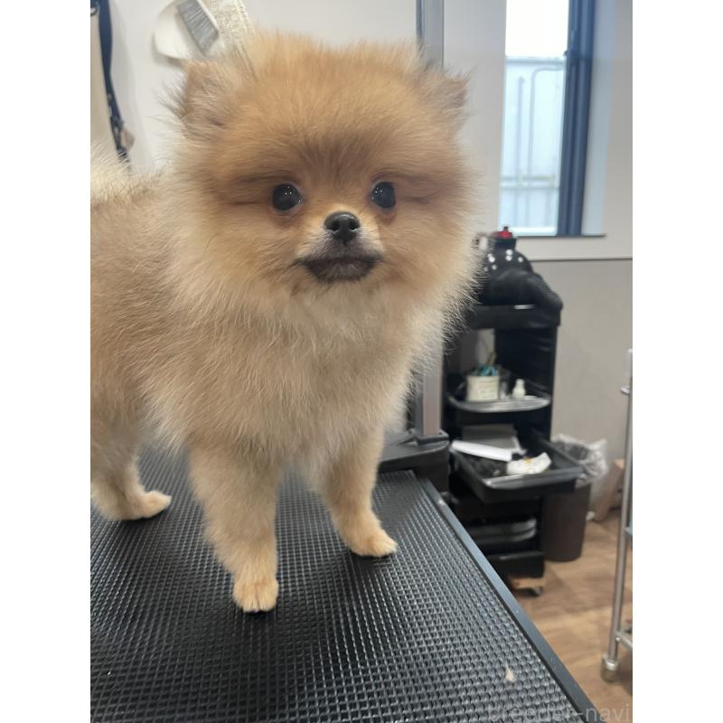 販売中の宮城県のポメラニアン-421855の12枚目