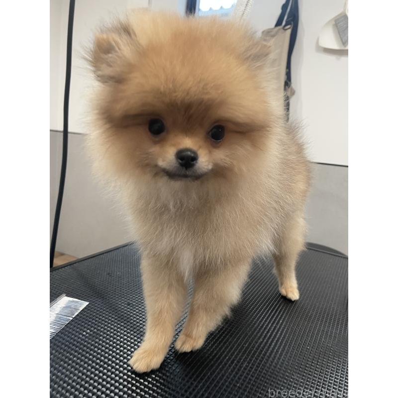 販売中の宮城県のポメラニアン-421855の11枚目