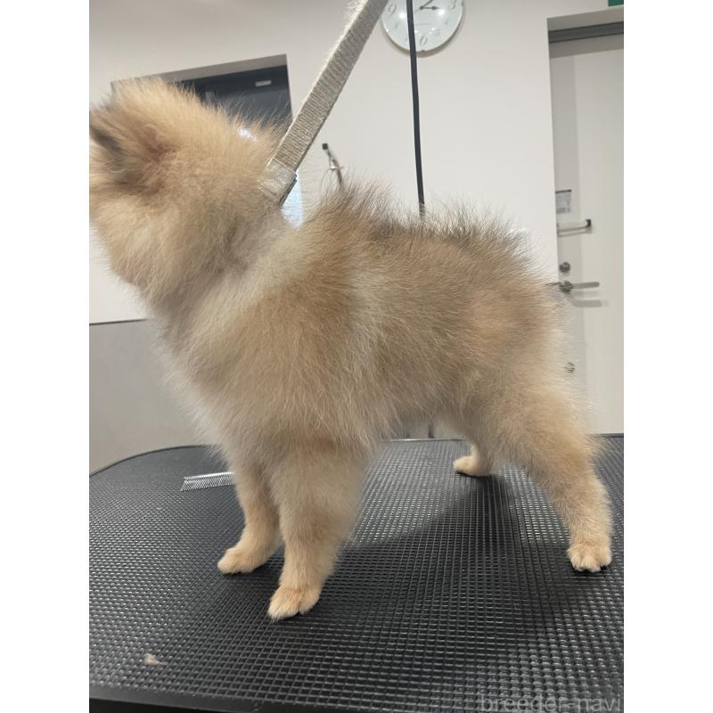 販売中の宮城県のポメラニアン-421855の10枚目