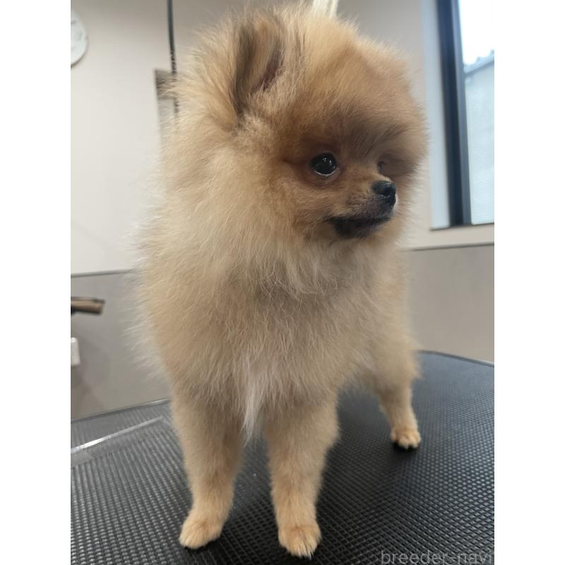 販売中の宮城県のポメラニアン-421855の9枚目