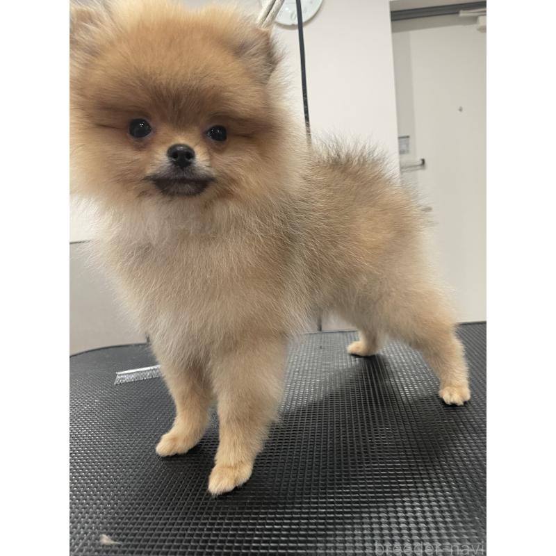 販売中の宮城県のポメラニアン-421855の8枚目