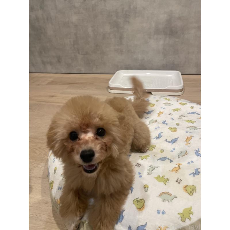 成約済の宮城県のタイニープードル-421892の6枚目