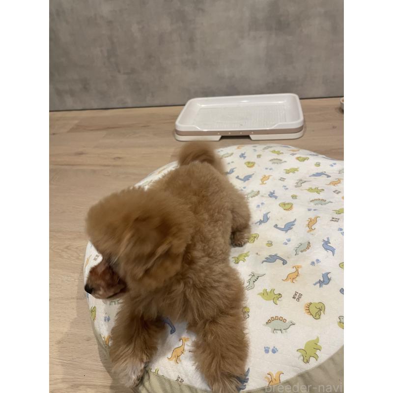 成約済の宮城県のタイニープードル-421892の5枚目