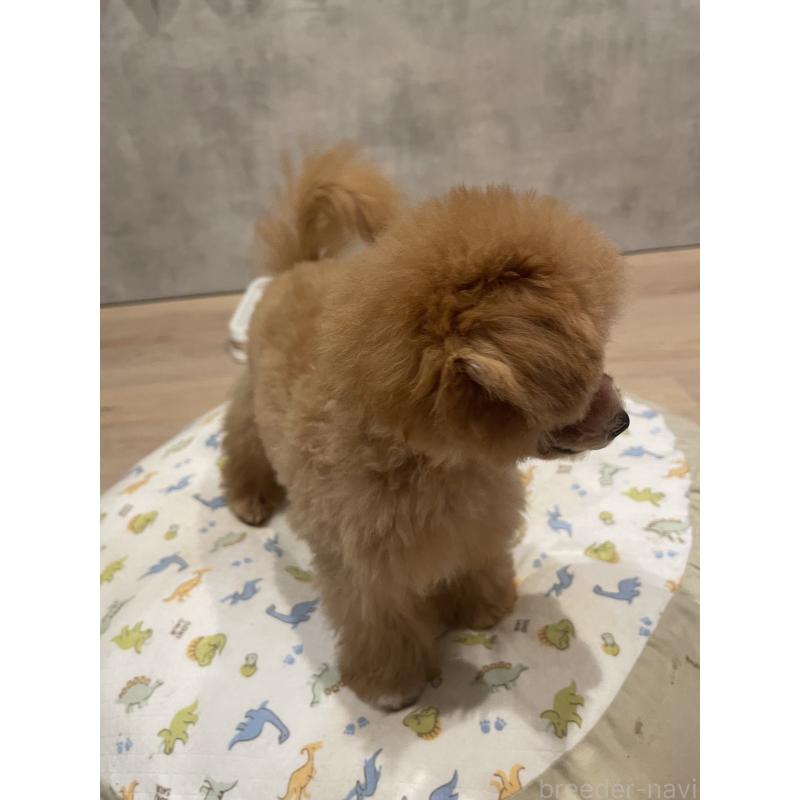 成約済の宮城県のタイニープードル-421892の4枚目