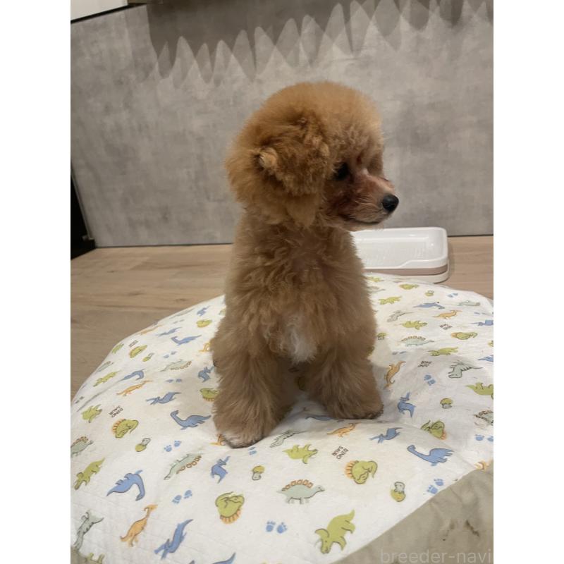 成約済の宮城県のタイニープードル-421892の3枚目