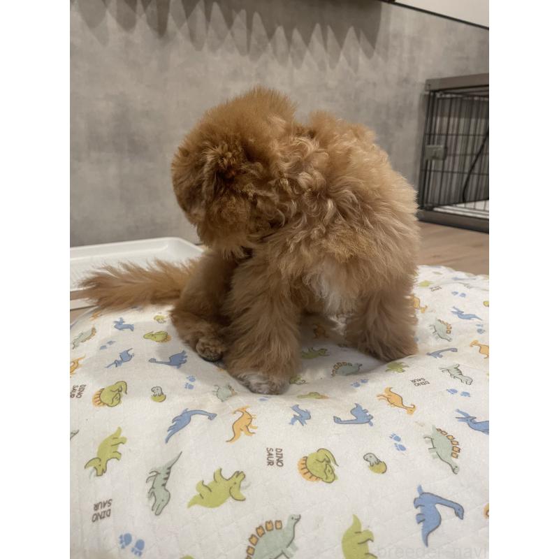 成約済の宮城県のタイニープードル-421892の2枚目