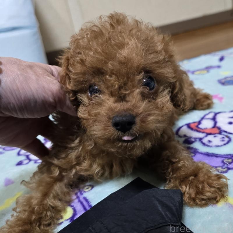 販売中の岡山県のトイプードル-411590の13枚目