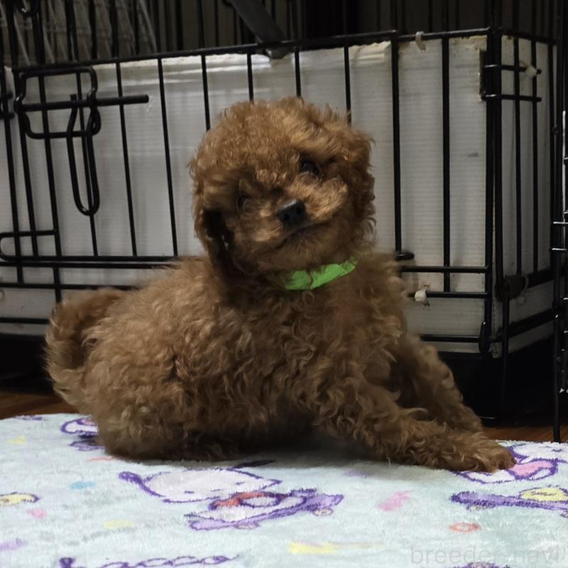 販売中の岡山県のトイプードル-411590の12枚目