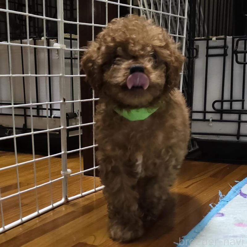 販売中の岡山県のトイプードル-411590の11枚目