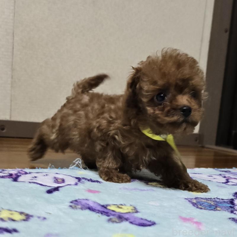 販売中の岡山県のトイプードル-411591の4枚目